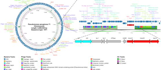 Giải trình tự bộ gen và xác định các gen kháng Colistin ở vi khuẩn Pseudomonas aeruginosa: Góp phần làm sáng tỏ cơ chế hình thành và lan truyền tính kháng kháng sinh