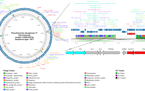 Giải trình tự bộ gen và xác định các gen kháng Colistin ở vi khuẩn Pseudomonas aeruginosa: Góp phần làm sáng tỏ cơ chế hình thành và lan truyền tính kháng kháng sinh
